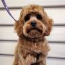 All fur pups dog grooming
