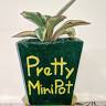 Pretty Mini Pot ( Cactus and Succulents )