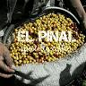 El Pinal Specialty Coffee