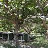 Shady Tree Rest Area