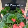 The Parahelium