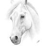 White Horse