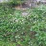 Bordowa Than বৰদোৱা থান