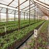 Vivero 