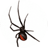 Falls Pest Control penrith