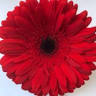 Fast Flores Aruja