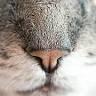 Companion Animal Hospital: Fransen Thea DVM