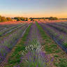 Finchingfield Lavender