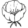 Fiori Floral Studio