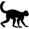 Monkey Training College ONLY OPEN ON APPOINTMENT /วิทยาลัยฝึกลิง