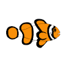 Maidenhead Aquatics Atherstone