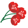 Floral Expressions Local Florist