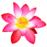 Floristerias Flores CaliesCali Ramos, Arreglos y Coronas Funebres Cali.