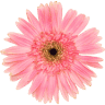 Beauchamp | Floristería Zaragoza
