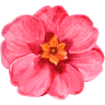 Floristería Zinnia