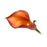 Floristeries Duran