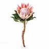 Flowercap · ¡No Flower no Power!