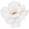 Flower Your Soul Design Studio