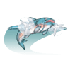 Flying Fish