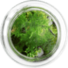 Foret de verre - Terrarium