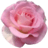 Flowers By Tracey