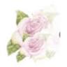 Pococks Roses