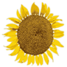 Gartenanlage Morgensonne e.V.