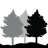 Genesis Timber
