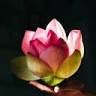 Golden Lotus Restaurant