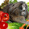Gophers Limited Inc
