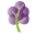 Grape Tree Diss