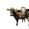 Grass Root Dairies