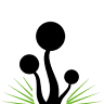 Green Flower - Grow Shop
