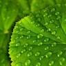 Greenleaf Cleaning Ltd.