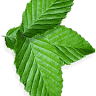 Green Life Janitorial