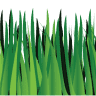Green Velvet Sod Farms
