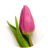 Grimaldi Flora Design