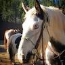 Grindstone Stables