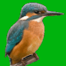 Grove Ferry River Trips