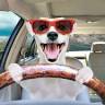 GTE Dog Transport