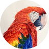 Guacamaya Spanish School