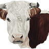 Gwatkin Red Cow