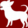 Haas Chihuahuas