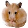 The Little Pet Company (Scotland) Limited