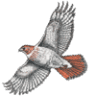 Hawk Meadow Farm