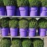 Herner Blumen Outlet-Center