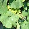Heuriger am kleinen Stein - Weinbau Leuthner-Piller