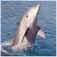 Dolphin & Nature Tour