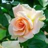 Himeji Rose Garden
