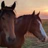 Holymoor Riding School